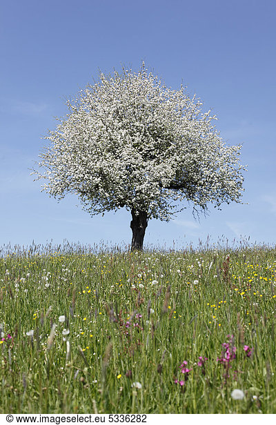 Blühender Apfelbaum (Malus) auf Wiese  Oberstaufen  Allgäu  Schwaben  Bayern  Deutschland  Europa