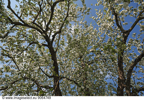 Blühender Apfelbaum (Malus)  Bayern  Deutschland