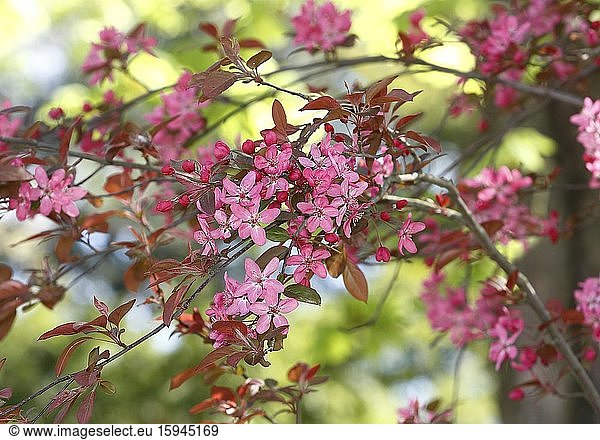Blühender Apfelbaum (Malus) mit rosa Blüten  Deutschland  Europa