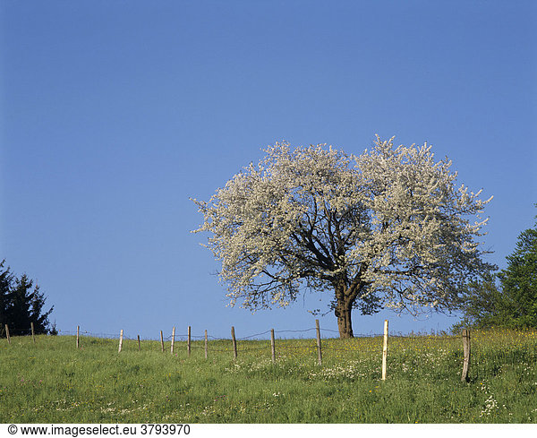 Blühender Apfelbaum steht auf einer Wiese Samerberg Oberbayern