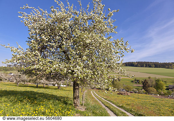 Blühender Apfelbaum  Wiesenweg mit Obstbäumen  Weg nach Affalter  Erzgebirge  Sachsen  Deutschland  Europa