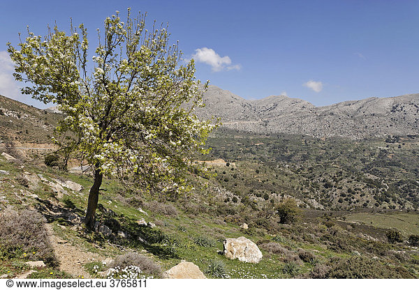 Blühender Baum und Aussicht am Rand der Lasithi-Hochebene  Kreta  Griechenland