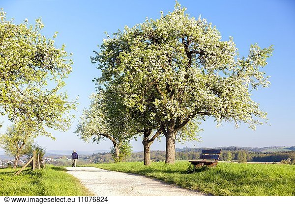 Blühender Birnbaum im Frühling  bei Markelfingen  Bodensee  Deutschland  Europa