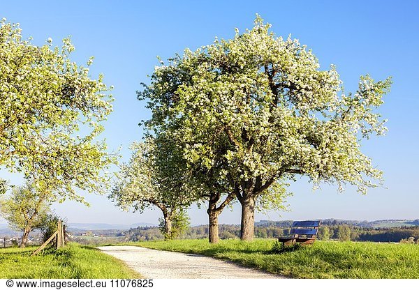 Blühender Birnbaum im Frühling  bei Markelfingen  Deutschland  Europa