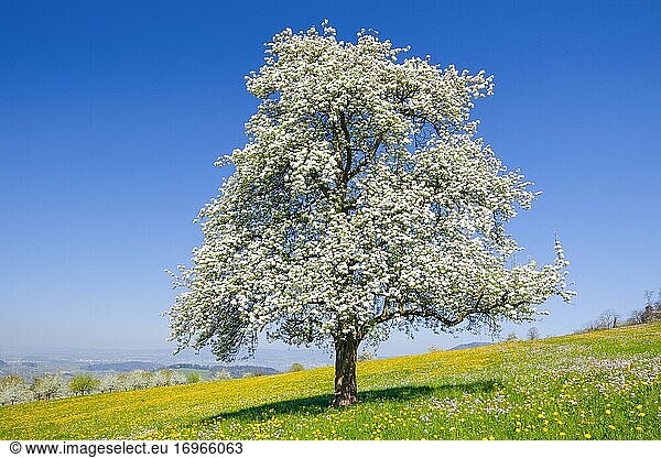Blühender Birnbaum im Frühling  Schweiz  Europa