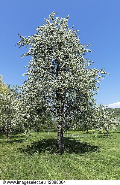 Blühender Birnbaum (Pyrus)  blauer Himmel  Oberfranken  Bayern  Deutschland  Europa