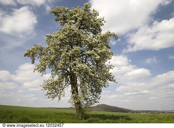 Blühender Birnbaum (Pyrus communis)  Deutschland  Europa