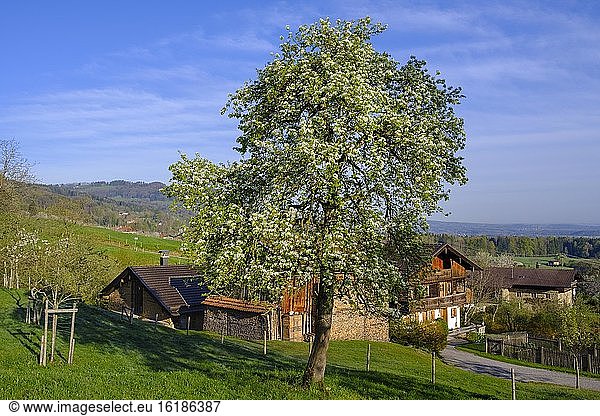 Blühender Birnbaum vor Bauernhaus  Kutterling bei Bad Feilnbach  Oberbayern  Bayern  Deutschland  Europa