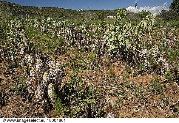 Blühender Bohnenbesen (Orobanche crenata)  starker Befall  der die Saubohnenernte zerstört  Chios  Griechenland  April  Europa