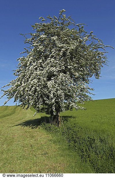Blühender Eingriffeliger Weißdorn (Crataegus monogyna)  Solitärbaum  Allgäu  Bayern  Deutschland  Europa