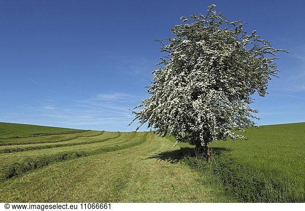 Blühender Eingriffeliger Weißdorn (Crataegus monogyna) Solitärbaum Allgäu Bayern Deutschland Europa