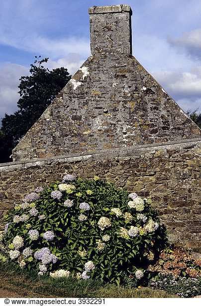 Blühender Hortensien-Strauch vor einer Bruchsteinmauer  bretonisches Steinhaus  Plogoff  FinistËre  Bretagne  Frankreich  Europa
