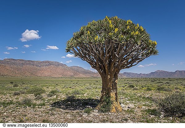 Blühender Köcherbaum (Aloe dichotoma),  Solitaire,  Khomas-Region,  Namibia,  Afrika