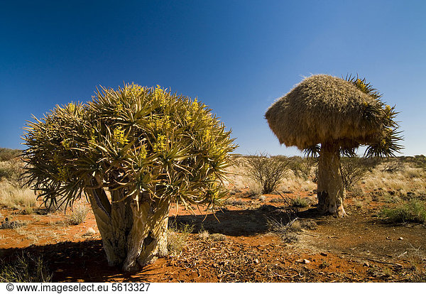 Blühender Köcherbaum (Aloe dichotoma), Webernester, nördliches Nordkap, Südafrika, Afrika
