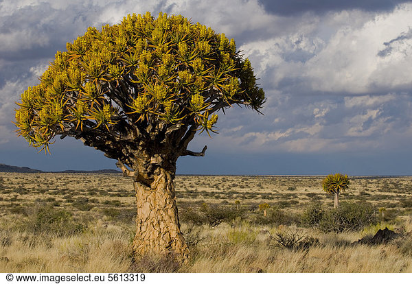 Blühender Köcherbaum (Aloe dichotoma)  Kenhardt  Nordkap  Südafrika  Afrika