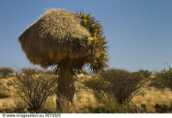 Blühender Köcherbaum (Aloe dichotoma) mit Webernest Kenhardt Nordkap Südafrika Afrika