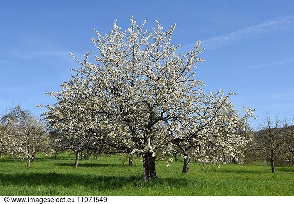 Blühender Kirschbaum auf Obstplantage  bei Herrenberg  Baden-Württemberg  Deutschland  Europa