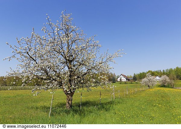 Blühender Kirschbaum  Mückle bei Langenargen  Bodenseekreis  Schwaben  Baden-Württemberg  Deutschland  Europa