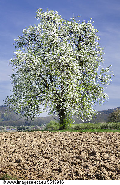 Blühender Kirschbaum Obstbaumblüte im Eggener Tal Markgräfler Land Schwarzwald Baden-Württemberg Deutschland Europa