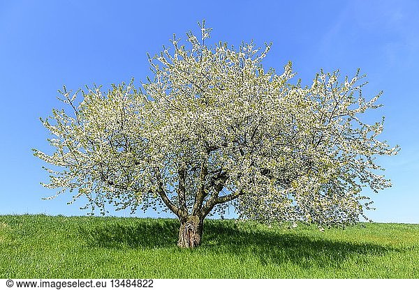 Blühender Kirschbaum (Prunus) auf Streuobstwiese  Schwäbische Alb  Baden-WÃ¼rttemberg  Deutschland  Europa