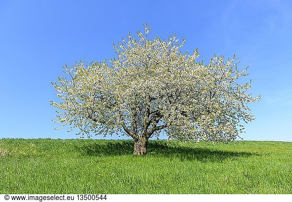Blühender Kirschbaum (Prunus) auf Streuobstwiese  Schwäbische Alb  Baden-WÃ¼rttemberg  Deutschland  Europa
