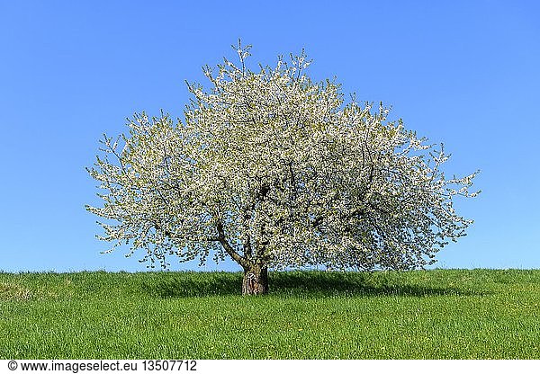 Blühender Kirschbaum (Prunus) auf Streuobstwiese Schwäbische Alb Baden-Württemberg Deutschland Europa