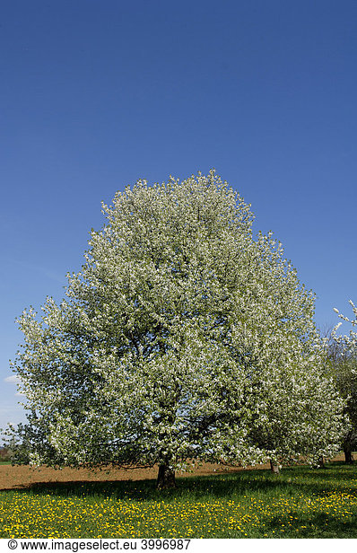 Blühender Kirschbaum (Prunus avium)  Herpersdorf  Mittelfranken  Bayern  Deutschland  Europa