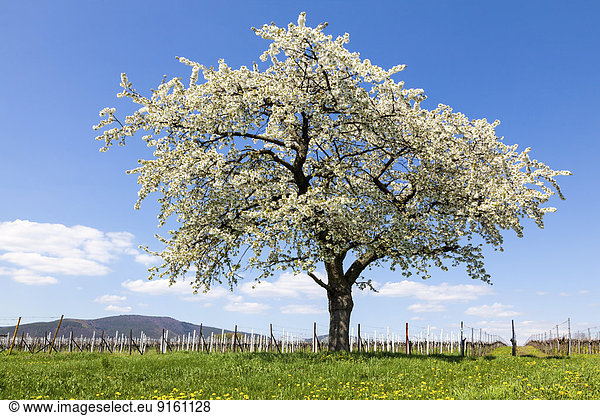 Blühender Kirschbaum (Prunus avium) im Weinberg  Südpfalz  Rheinland-Pfalz  Deutschland