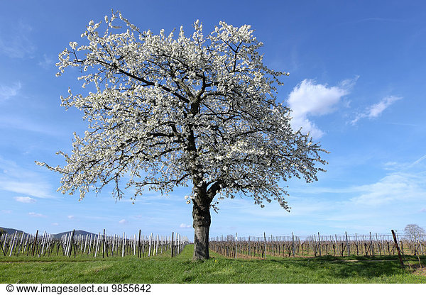 Blühender Kirschbaum (Prunus avium) im Weinberg  Südpfalz  Rheinland-Pfalz  Deutschland  Europa