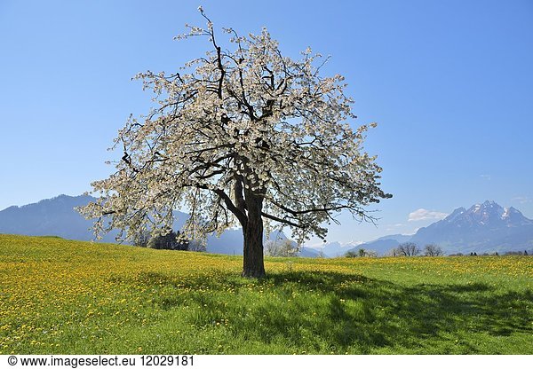 Blühender Kirschbaum (Prunus avium) in Löwenzahnwiese (Taraxacum)  hinter Pilatus  Weggis  Kanton Luzern  Schweiz  Europa