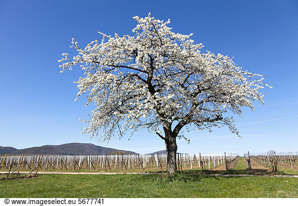 Blühender Kirschbaum (Prunus sp.) in den Weinfeldern  Südpfalz  Pfalz  Rheinland-Pfalz  Deutschland  Europa