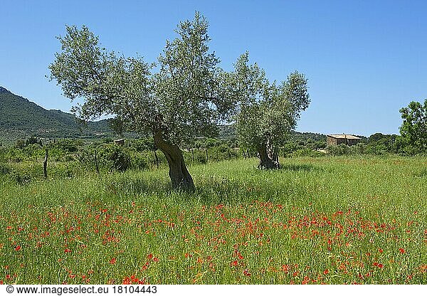 Blühender Klatschmohn  Olivenbäume  Valldemossa  Mallorca  Balearen  Spanien  Europa
