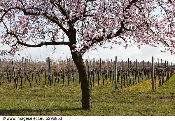 Bl¸hender Mandelbaum (Prunus dulcis) vor Weinfeld  Mandelbaumbl¸te in der S¸dpfalz  Pfalz  Rheinland-Pfalz  Deutschland  Europa