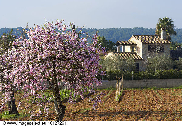 Blühender Mandelbaum und Finca  nahe Es Capdellà  Calvià  Mallorca  Balearen  Spanien  Europa