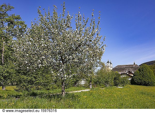 Blühender Obstbaum mit Basilika Sankt Michael  Mondsee  Salzkammergut  Oberösterreich  Österreich  Europa