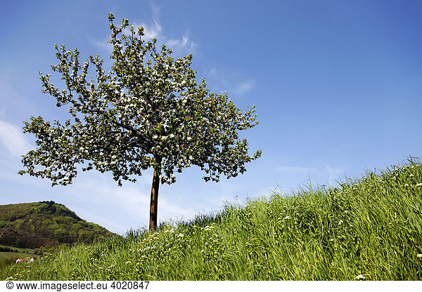 Blühender Obstbaum Südpfalz Pfalz Rheinland-Pfalz Deutschland Europa