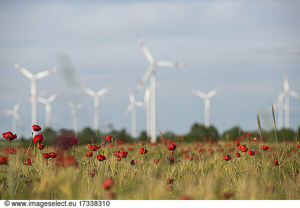 Blühender roter Mohn auf einer Wiese auf dem Lande mit Windrädern im Hintergrund