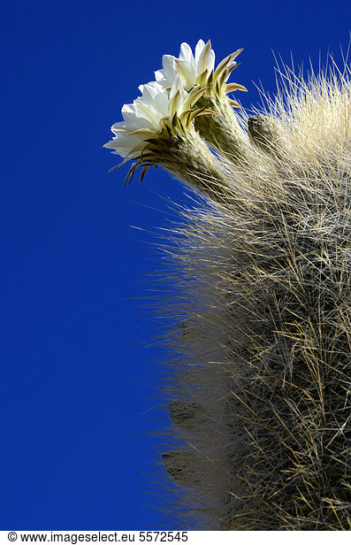 Blühender Säulenkaktus (Echinopsis atacamensis) gegen blauen Himmel,  Uyuni,  Bolivien,  Südamerika