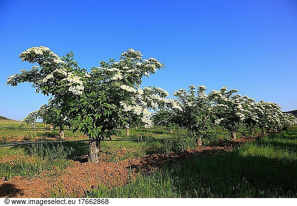 Blühender Schwarzer Holunder (Sambucus) nigra Holder Holler Schwarzer Flieder Holunderstrauch Blüten und Früchte finden vielfach Verwendung als Heilmittel Lebensmittel und Farbstoff hier eine Plantage mit blühenden Büschen in Hessen Deutschland Europa