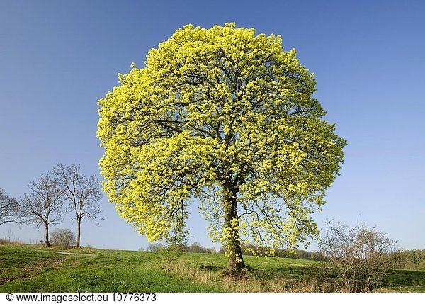 Blühender Spitzahorn (Acer platanoides) im Frühjahr Sachsen Deutschland Europa