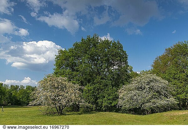 Blühender Weißdorn (Crataegus) und Eichen (Quercus) im Naturschutzgebiet Borkener Paradies  Hudewald  Hecke  Heidelandschaft  Baum  Deutschland  Europa