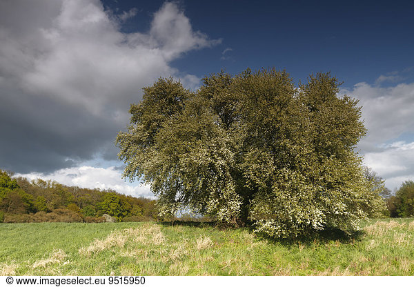 Blühender Wildobstbaum in der Flussaue  Biosphärenreservat Mittlere Elbe  Dessau-Rosslau  Sachsen-Anhalt  Deutschland  Europa