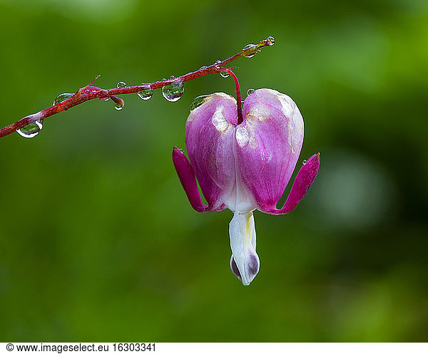 Blühendes Herz (Lamprocapnos spectabilis)  bedeckt mit Regentropfen