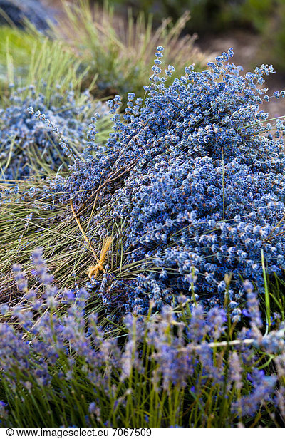 Blühendes Lavendel-Feld (Lavandula angustifolia) in der Nähe von Sault und Aurel Chemin des Lavandes Provence-Alpes-Cote d'Azur Südfrankreich Frankreich Europa ÖffentlicherGrund