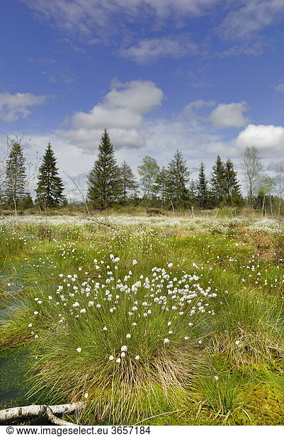 Blühendes Wollgras (Eriophorum angustifolium) in Moorlandschaft  Nicklheim  Bayern  Deutschland  Europa