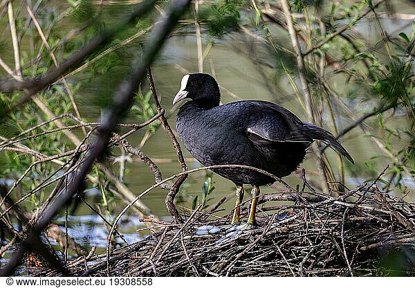 Blässhuhn auf seinem Nest im Naturschutzgebiet Mönchbruch bei Frankfurt  Deutschland  Europa