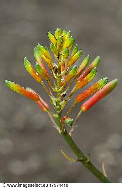 Blüte (Aloe comosa)
