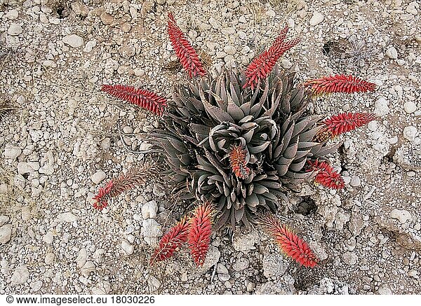 Blüte der Kraal-Aloe (Aloe claviflora)  Kalahari-Wüste  Südafrika  August