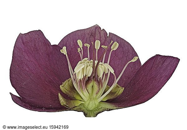 Blüte der Lenzrose (Helleborus orientalis)  Querschnitt  freigestellt  Deutschland  Europa