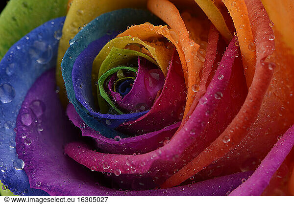 Blüte einer prismatischen farbigen Rose  Rosa  Teilansicht